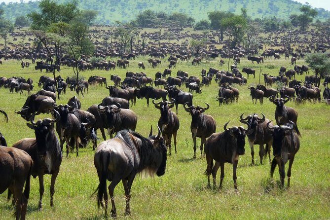 3 Days Masai Mara Flying Safari - Nairobi - Frequently Asked Questions