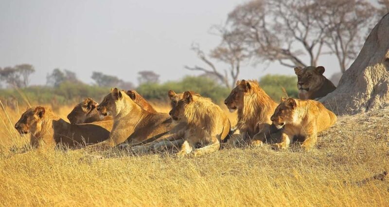 3 Days Masai Mara Gamedrive Safari on 4x4 Landcruiser Jeep - Exploring the Itinerary in Detail