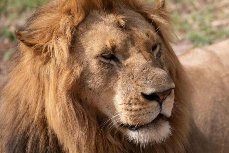 3 Days Masai Mara Gamedrive Safari on 4x4 Landcruiser Jeep - What’s Included and What to Budget Extra For