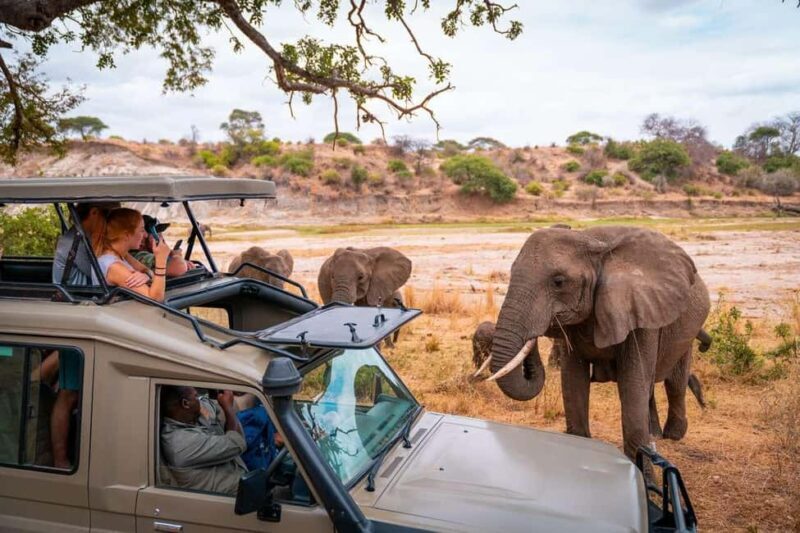 3 Days Masai Mara Gamedrive Safari on 4x4 Landcruiser Jeep - Who Is This Tour Best For?