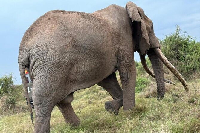 3 Days Masai Mara Group Budget safari in 4x4 Jeep Daily Tour - Introduction