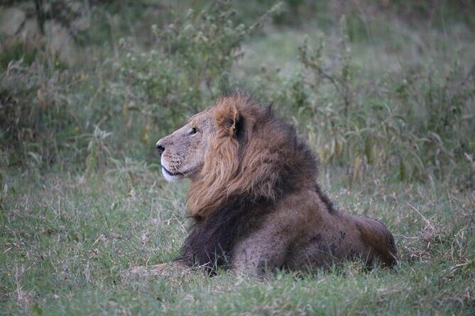 3 Days Masai Mara Group Budget safari in 4x4 Jeep Daily Tour - Key Points