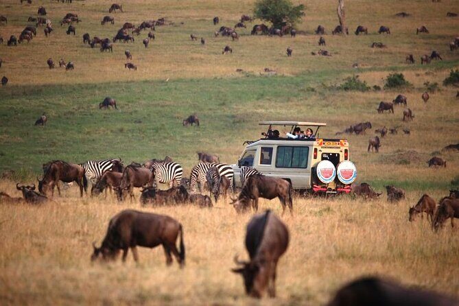 3 Days Masai Mara Group Budget safari in 4x4 Jeep Daily Tour - Considerations and Potential Drawbacks