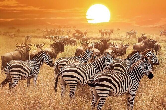 3 Days Masai Mara Group Budget safari in 4x4 Jeep Daily Tour - The Authentic Safari Experience