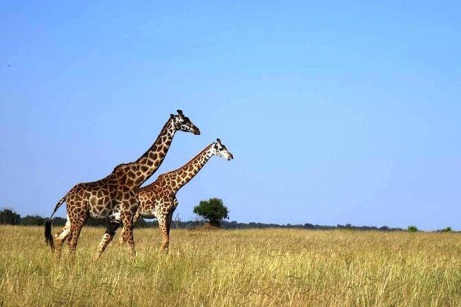 3 Days Masai Mara Group Budget safari in 4x4 Jeep Daily Tour - Who Should Consider This Safari?