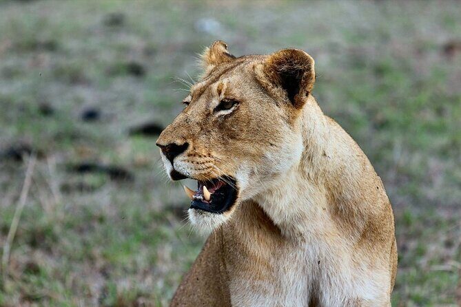 3 Days Masai Mara Group Budget safari in 4x4 Jeep Daily Tour - FAQ