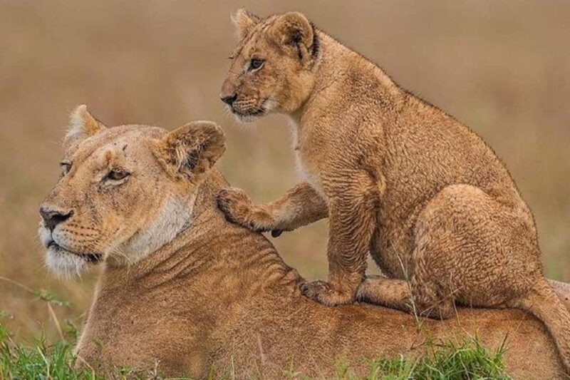 3 Days Masai mara Group joing tour - Whats Included & Whats Not