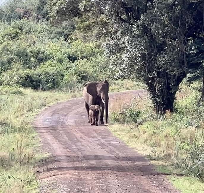 3 Days Masai mara Group joing tour - Authentic Encounters & Traveler Perspectives
