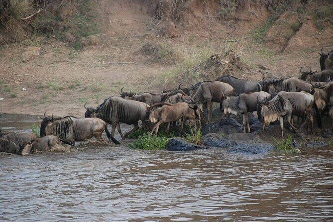 3 Days Masai Mara Group Joining Safari - Analyzing the Experience: What It Offers