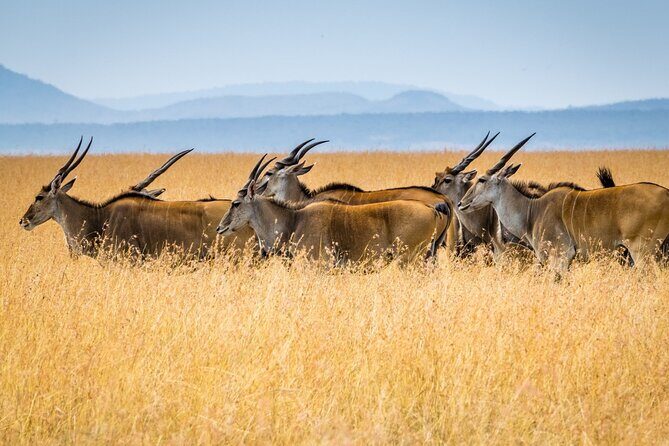 3 Days Masai Mara Group Joining Safari - Final Verdict