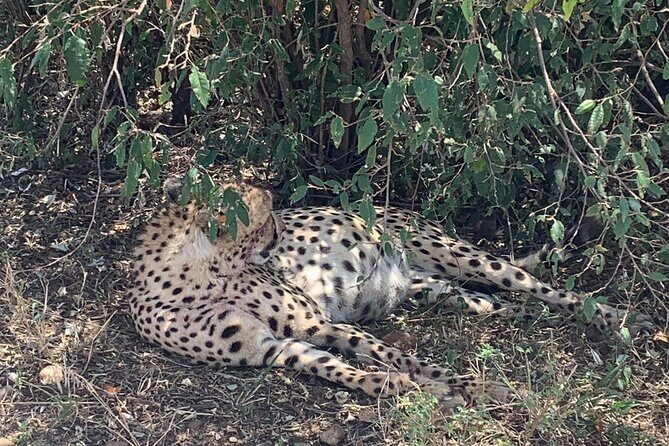 3 Days Masai Mara Jeep Safari - The Value of This Safari