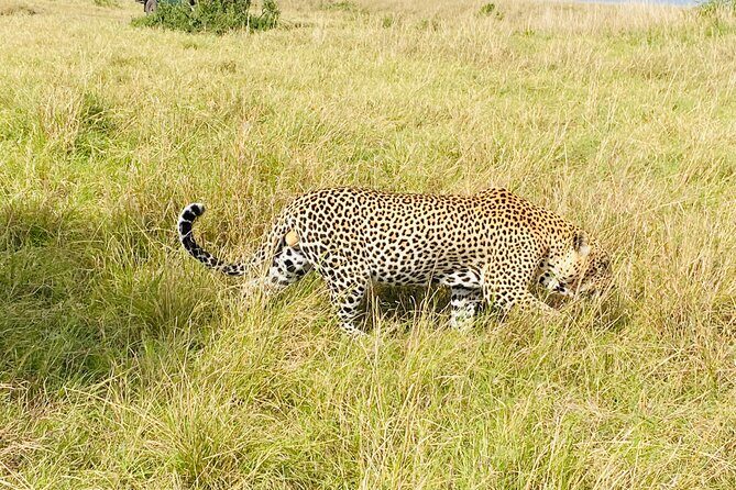3 Days Masai Mara Jeep Safari - Authentic, Expert-Led Wildlife Encounters