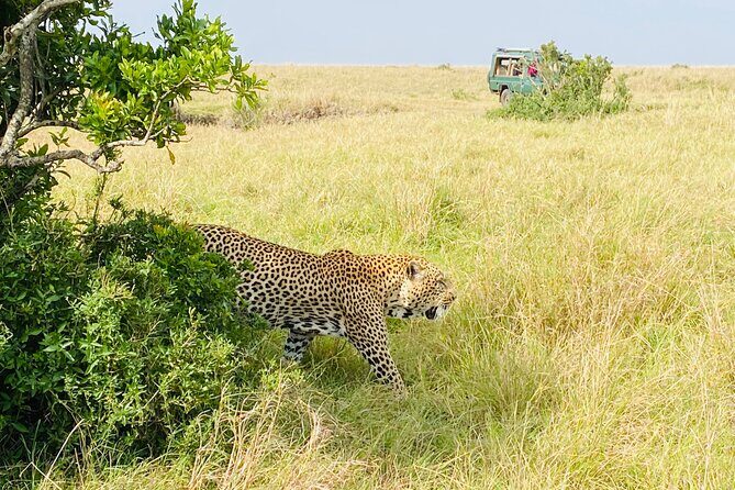 3 Days Masai Mara Jeep Safari - The Sum Up