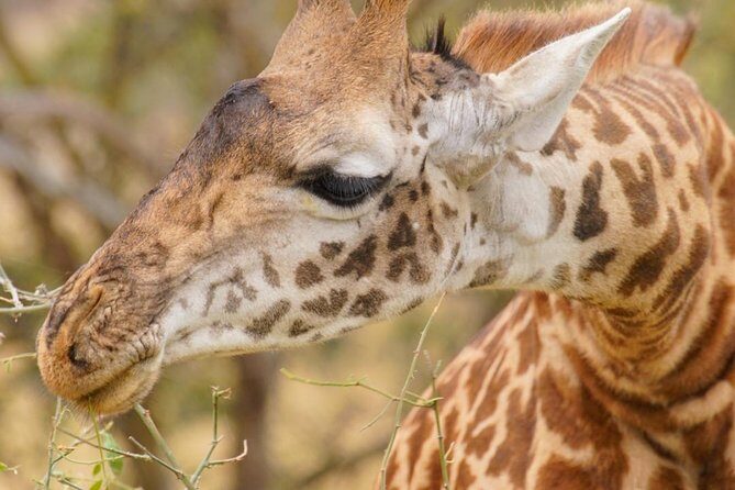 3 Days Masai Mara National Reserve Safari - An Authentic Kenyan Safari Experience