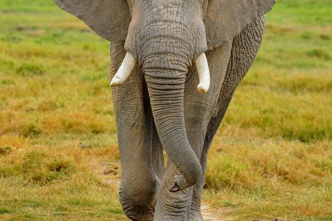 3 Days Masai Mara National Reserve Safari - Final Thoughts
