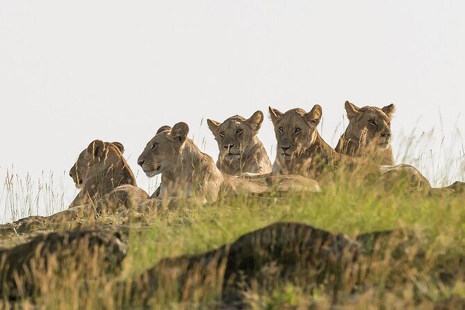 3 days Masai Mara on Private 4x4 Land Cruiser - Key Points
