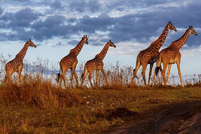 3 days Masai Mara private safari in AA lodge - Key Points