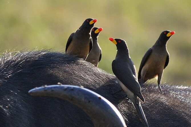 3 days Masai Mara private safari in AA lodge - Introduction: The Essence of a Maasai Mara Safari