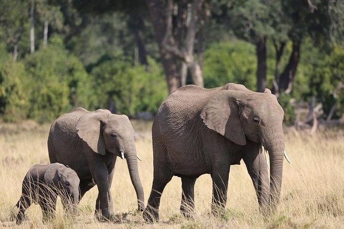 3 days Masai Mara private safari in AA lodge - What Travelers Can Expect