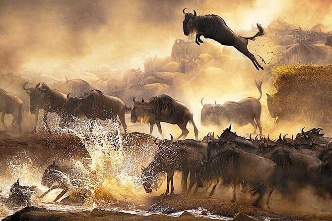 3 days Masai Mara private safari in AA lodge - Why the Cost Reflects Value