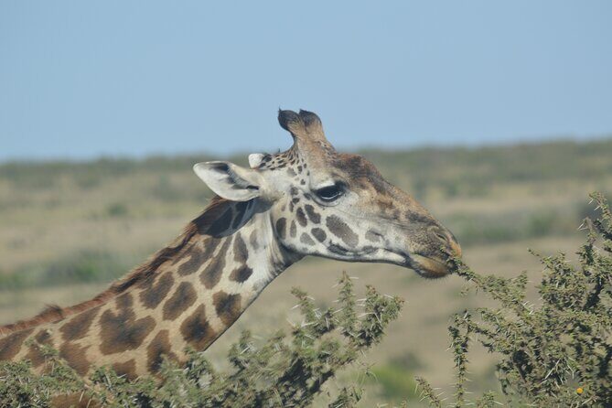 3-Days Masai Mara Rhythms Safari - Why This Safari Offers Great Value