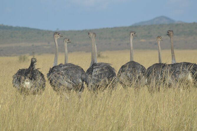 3-Days Masai Mara Rhythms Safari - Final Word