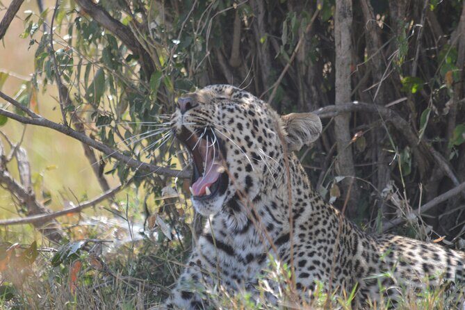 3-Days Masai Mara Rhythms Safari - FAQs