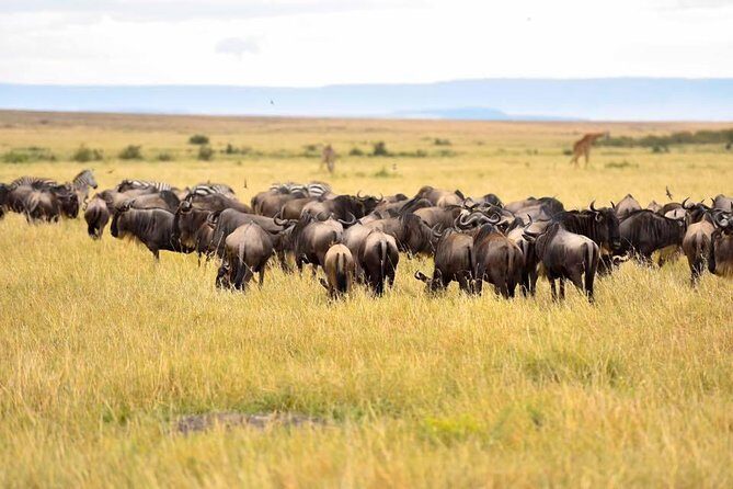 3 Days Masai Mara Safari - Why This Safari Stands Out