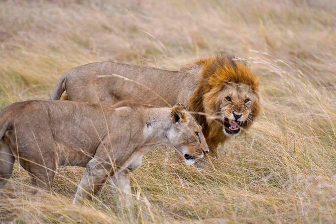 3 Days Masai Mara Safari - Authentic Experiences and Traveler Feedback