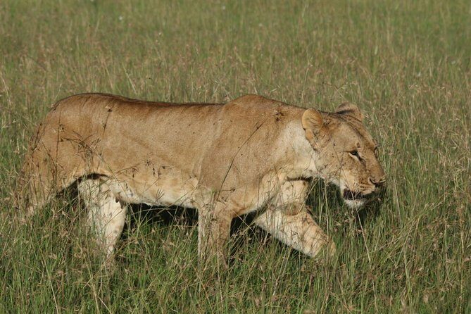 3 days masai mara safari from Nairobi - Discovering the Maasai Mara: A 3-Day Safari from Nairobi