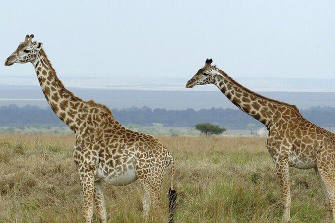 3 days masai mara safari from Nairobi - Value for Money