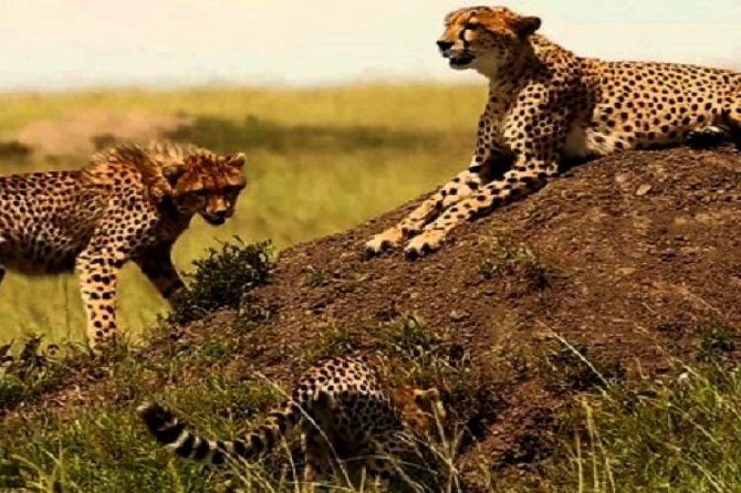 3 days masai mara safari from Nairobi - FAQs