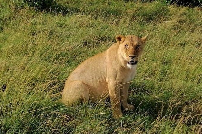 3 Days Masai Mara Safari Group Joining (Daily Departures) - What You’ll Experience and Why It Matters