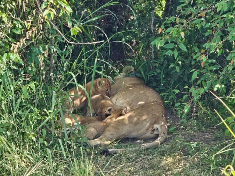 3 days masai mara safari - Key Points