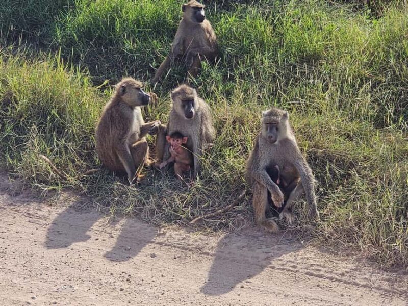 3 days masai mara safari - A Close Look at the 3-Day Masai Mara Safari Experience