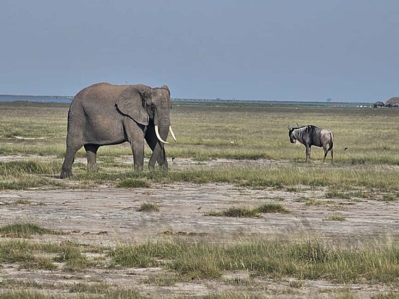 3 days masai mara safari - Who Will Love This Safari?