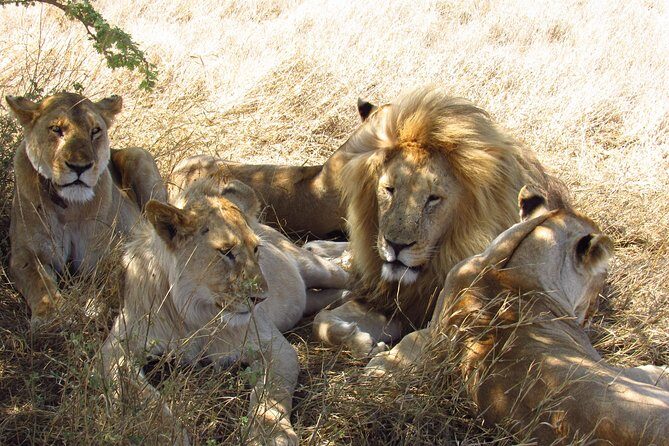 3 Days Masai Mara Tented Camp & Transport 4 x 4 Jeep - Who Is This Tour Best For?