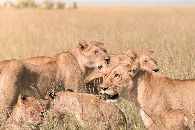 3 Days Masai Mara Wildebeest migration Budget safari - The Maasai Mara Experience: Itinerary Breakdown