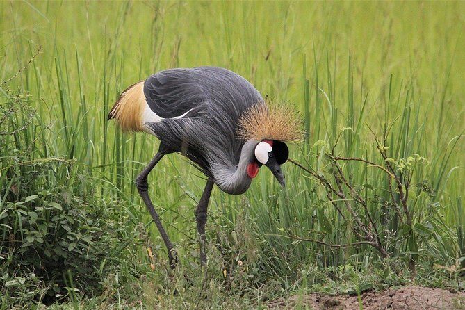 3 Days Masai Mara Wildlife private safari - Mid range budget - Introduction