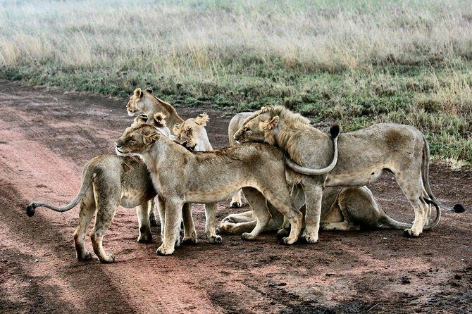 3 Days Masai Mara Wildlife private safari - Mid range budget - Frequently Asked Questions