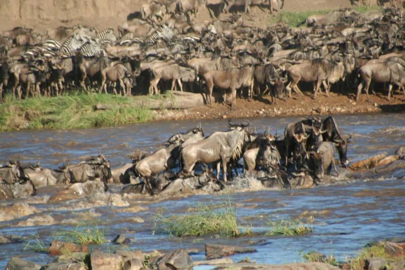 3 Days Migration Trip in Serengeti and Ngorongoro - The Itinerary Breakdown: What to Expect