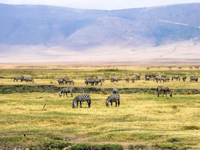 3 Days Migration Trip in Serengeti and Ngorongoro - FAQs about the 3 Days Migration Trip in Serengeti and Ngorongoro