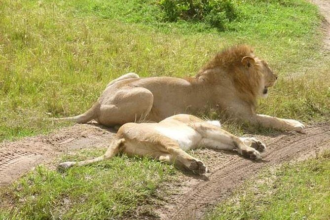 3 Days Mikumi National Park From Zanzibar or Dar es salaam - The Value Proposition