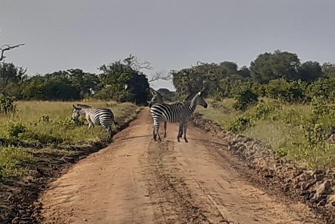3 Days Mikumi National Park From Zanzibar or Dar es salaam - FAQ