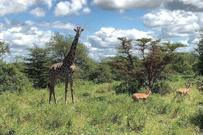 3 Days Mikumi National Park Private Tour - A Detailed Look at the Experience