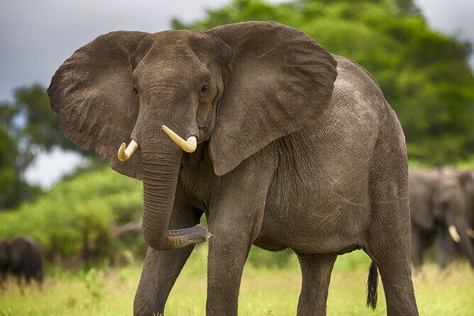 3 Days Mikumi National Park Private Tour - FAQ