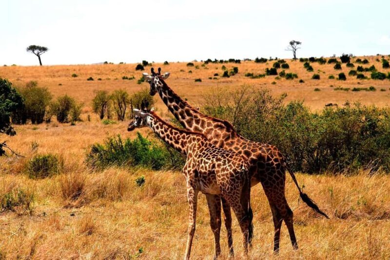 3 Days Mikumi National Park & Udzungwa Mountains NP - Discovering Tanzania’s Wildlife and Wilderness in Three Days