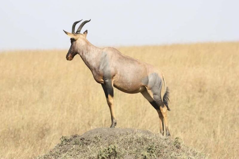 3 Days Mikumi National Park & Udzungwa Mountains NP - Deep Dive into the Key Experiences