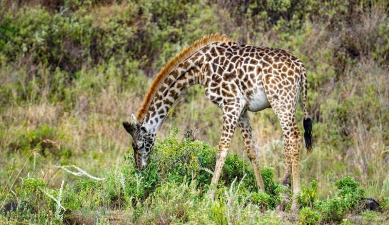 3 Days Mikumi National Park & Udzungwa Mountains NP - Who Should Consider This Tour