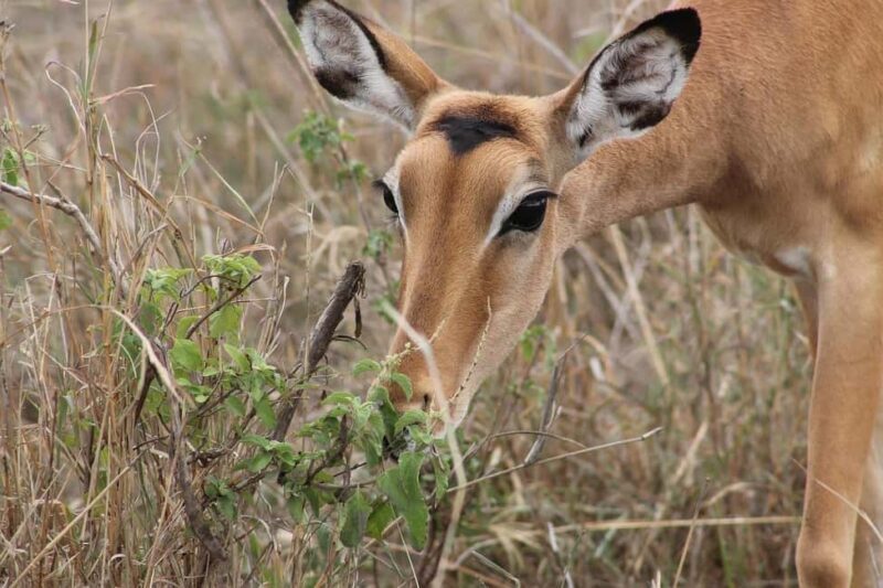 3 Days Mikumi National Park & Udzungwa Mountains NP - FAQ
